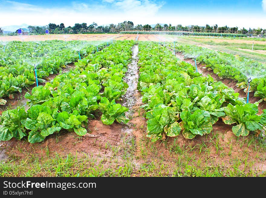 Field of Green Leaf