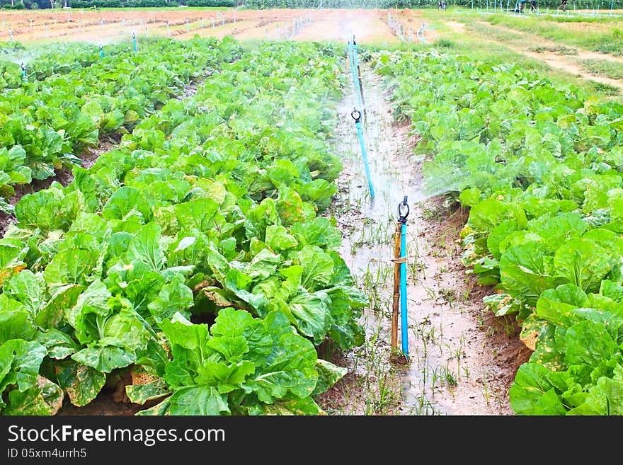 Field of Green Leaf and lettuce crops growing in rows on a farm ,Thailand