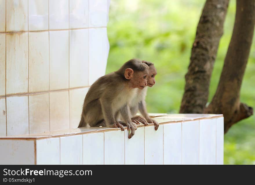 Two cute & young indian rhesus macaque monkeys (macaca mulatta) playing in a park. Two cute & young indian rhesus macaque monkeys (macaca mulatta) playing in a park