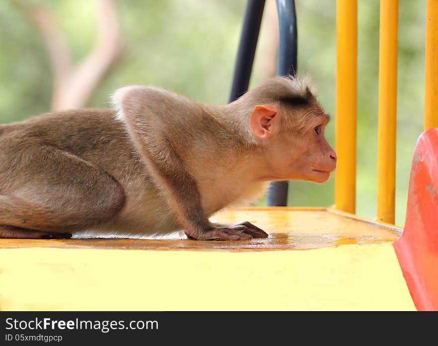 Indian rhesus macaque monkey (macaca mulatta) playing in a park on a bright sunny day. Indian rhesus macaque monkey (macaca mulatta) playing in a park on a bright sunny day