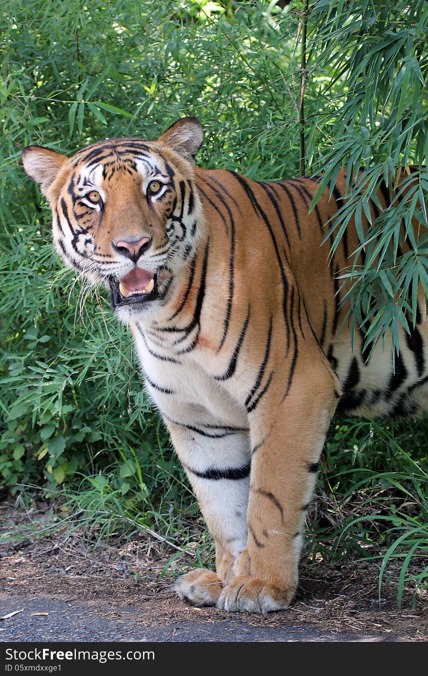 Majestic white royal bengal tiger in a dense deciduous forest