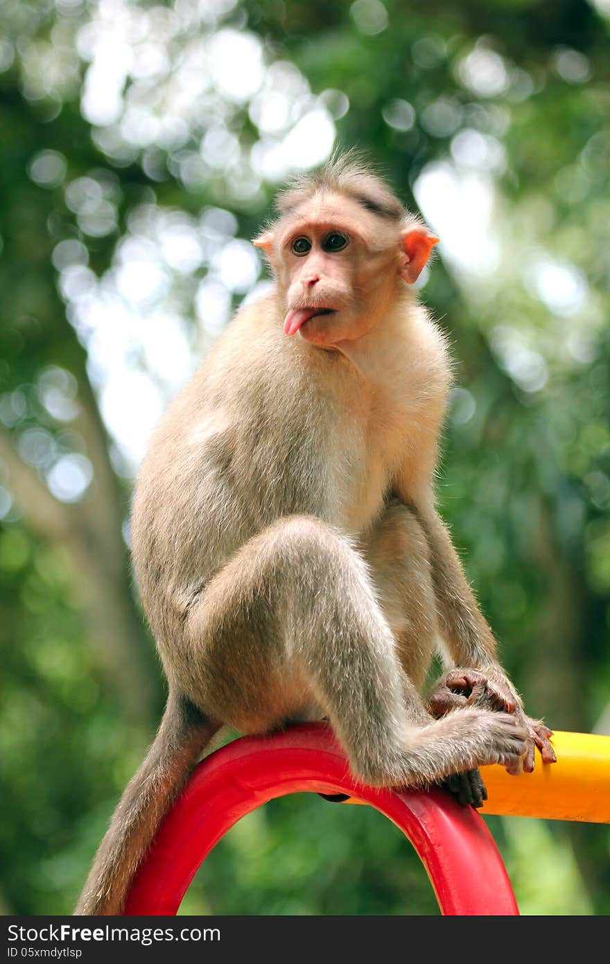 Indian rhesus macaque monkey (macaca mulatta) making funny face in a park. Indian rhesus macaque monkey (macaca mulatta) making funny face in a park