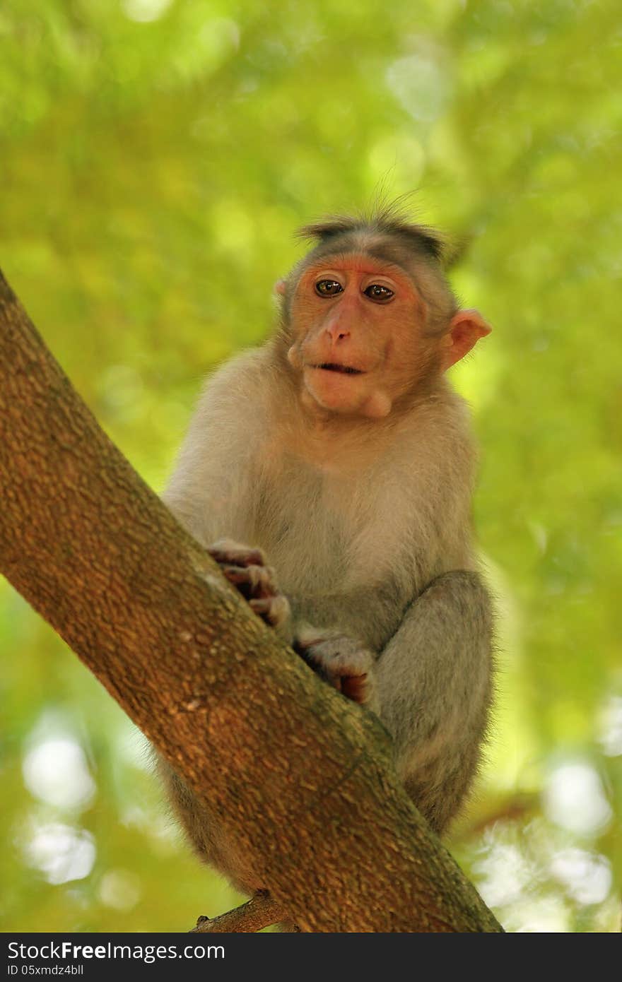 Indian rhesus monkey(macaque) also called Macaca mulatta on a tree in a forest in south peninsular india. Indian rhesus monkey(macaque) also called Macaca mulatta on a tree in a forest in south peninsular india