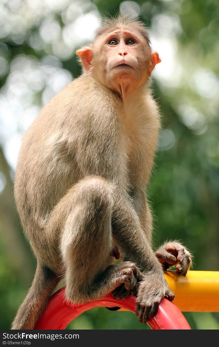 Indian rhesus macaque monkey (macaca mulatta) in a park on a bright sunny day. Indian rhesus macaque monkey (macaca mulatta) in a park on a bright sunny day