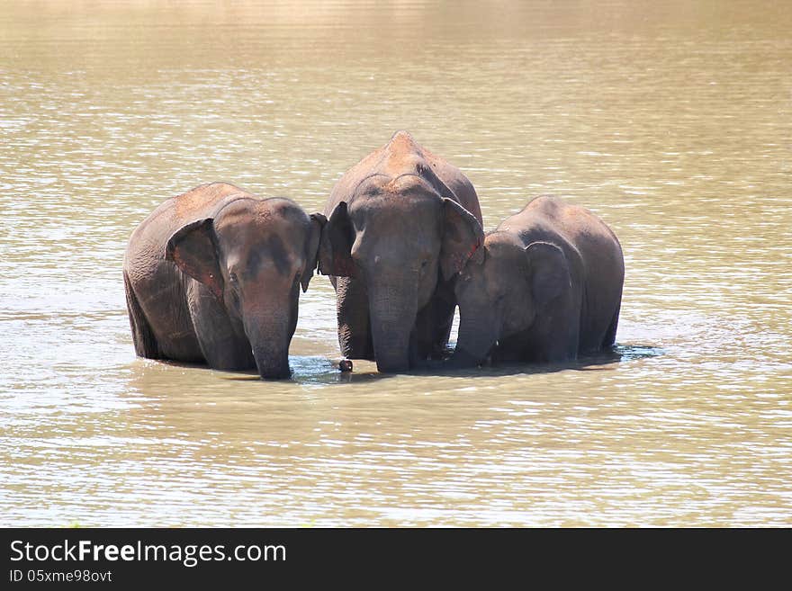 Three majestic indian elephants(Elephas maximus indicus) in lake of an indian forest on a summer day. Three majestic indian elephants(Elephas maximus indicus) in lake of an indian forest on a summer day