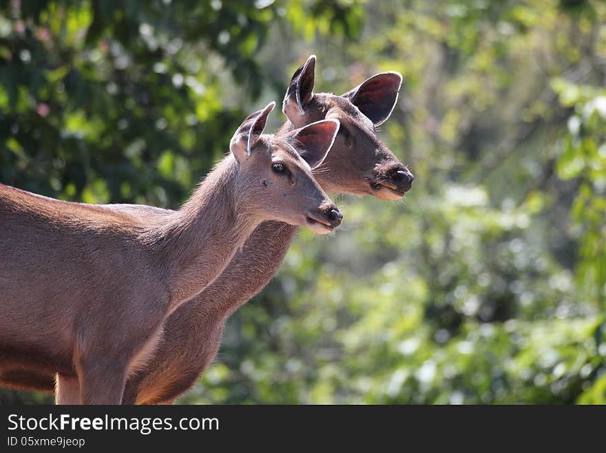 Two lovely sambar deer(rusa unicolor) in an indian forest(jungle) in southern peninsular india on a summer day. Two lovely sambar deer(rusa unicolor) in an indian forest(jungle) in southern peninsular india on a summer day