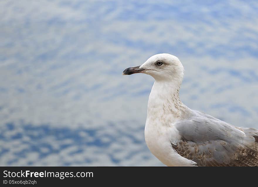 Seagull