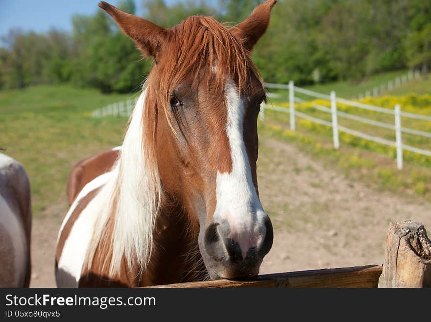 Close up of a horses head.