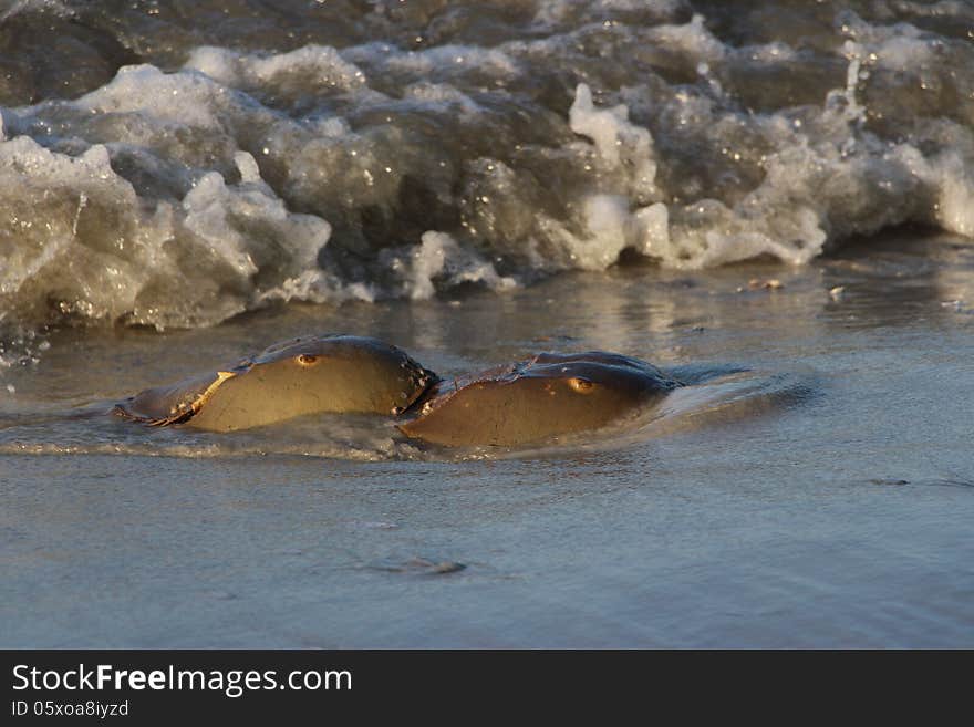 Horseshoe Crabs coming ashore during mating season on Hilton Head Island.