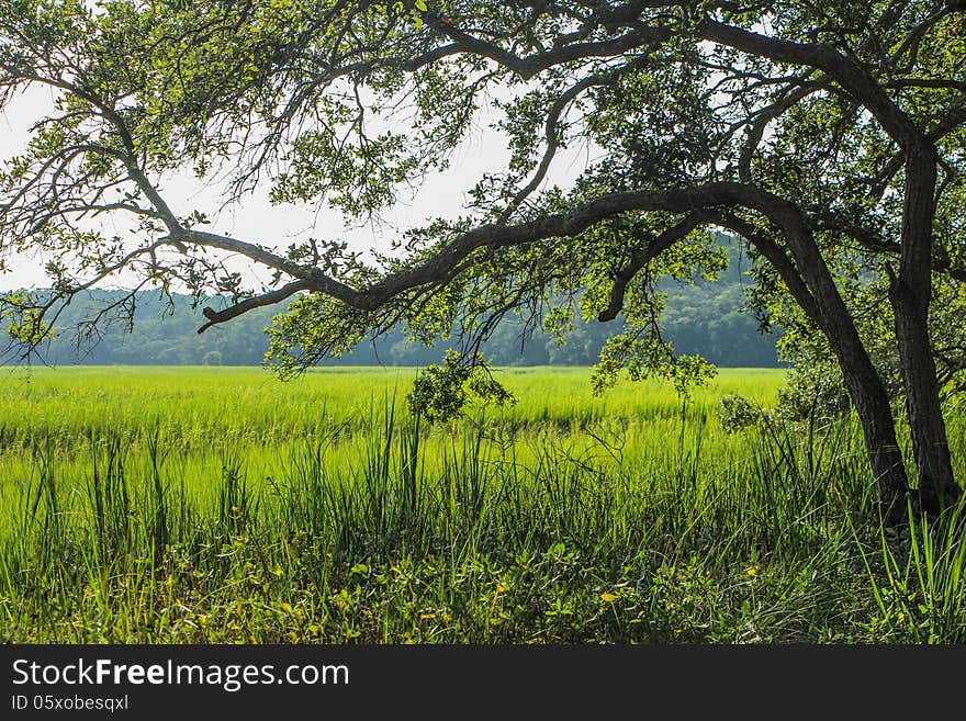 Lowcountry oak tree reaching out over marsh view on Pickney Island near Hilton Head. Lowcountry oak tree reaching out over marsh view on Pickney Island near Hilton Head.