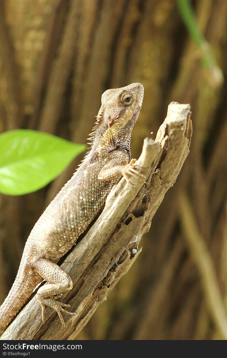 Asian lizards in Asia. Live in the woods and houses. Asian lizards in Asia. Live in the woods and houses