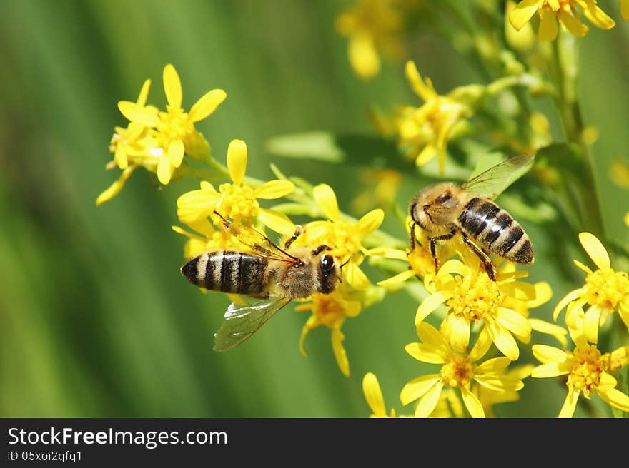 Bee on a flower on the green background of grass