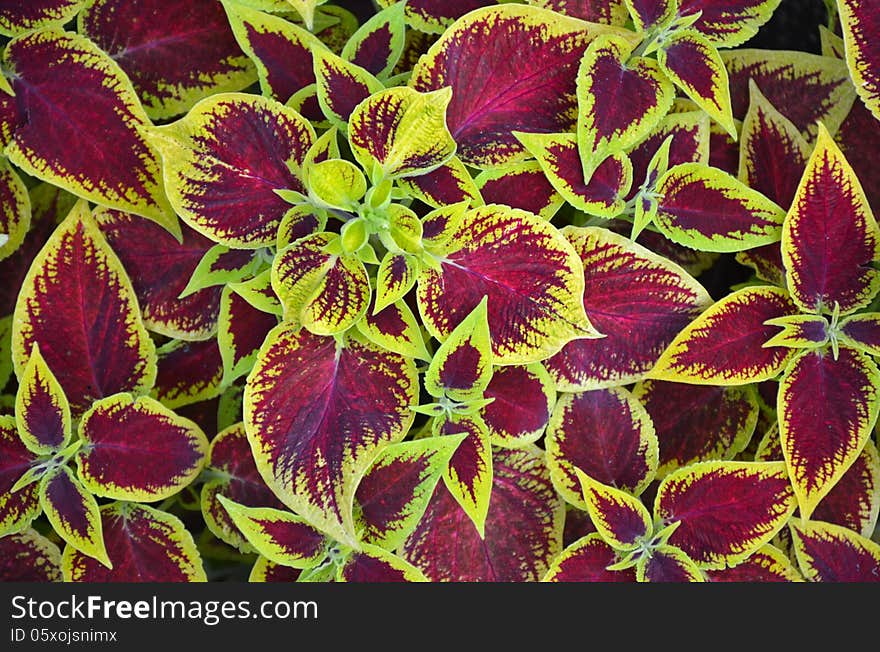 Tropical Leaves In Full Bloom