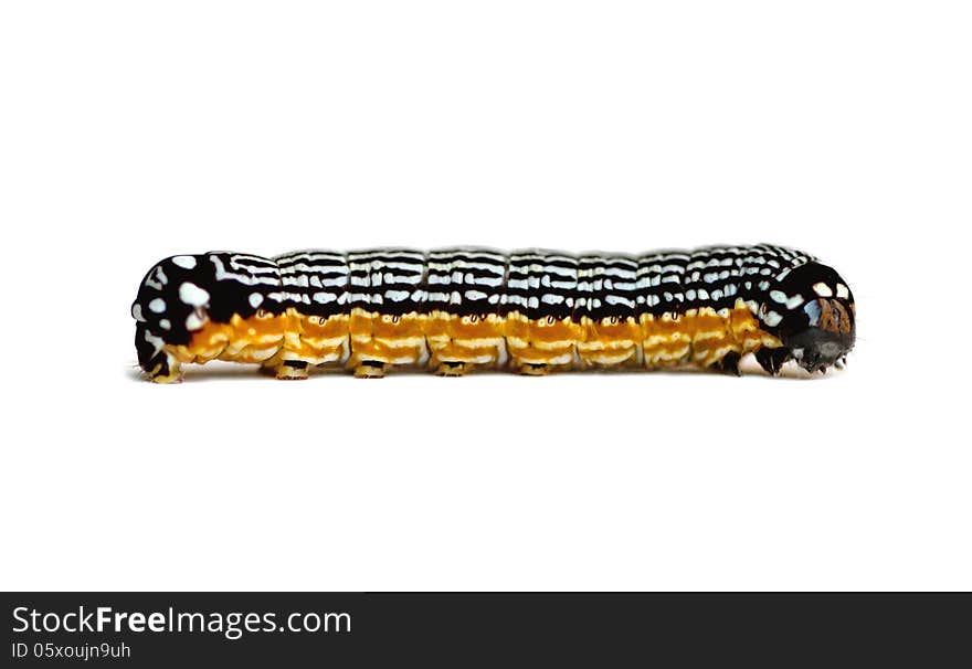 Moth Caterpillar (Phosphila turbulenta) on a white background