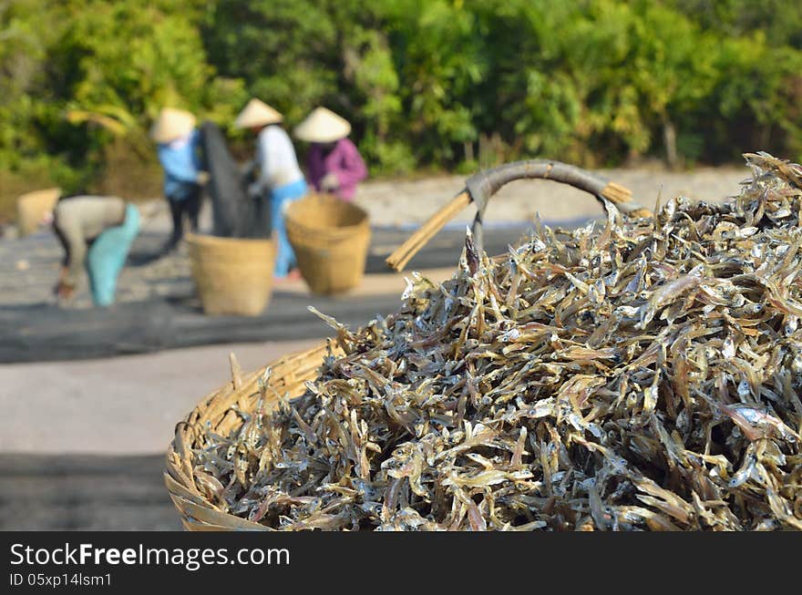 Assembling A Basket Of Asian Anchovy Outdoors.