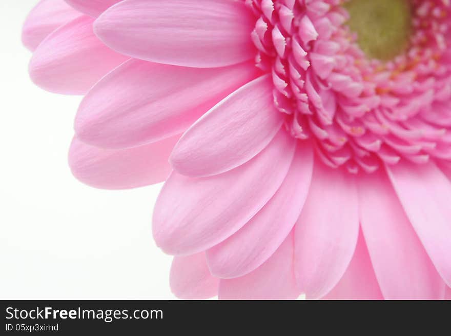 Close up of colorful gerber flower. Close up of colorful gerber flower