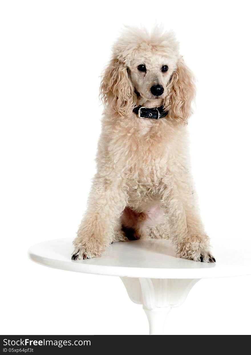 Poodle sitting on the table on white background