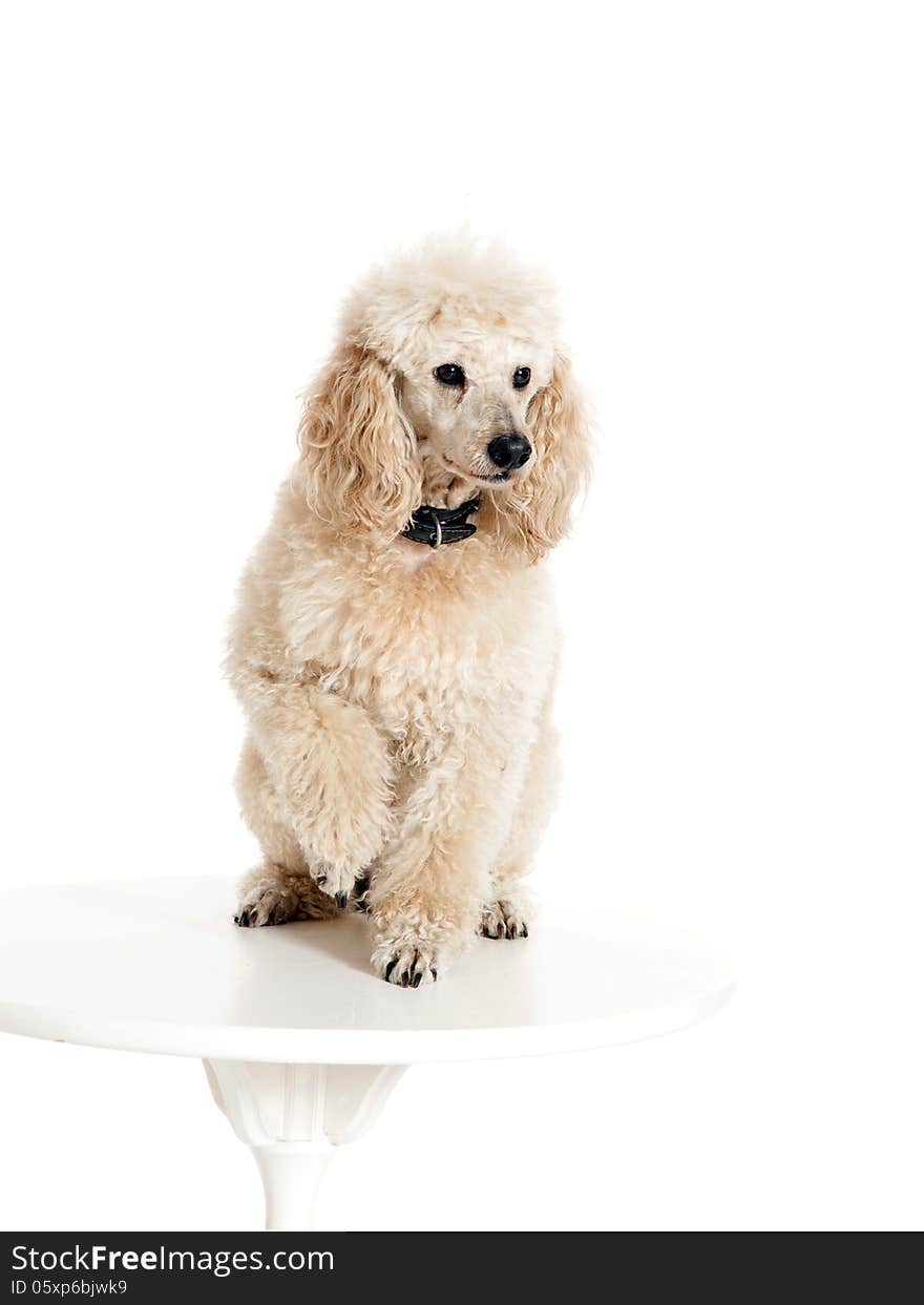 Poodle sitting on the table on white background