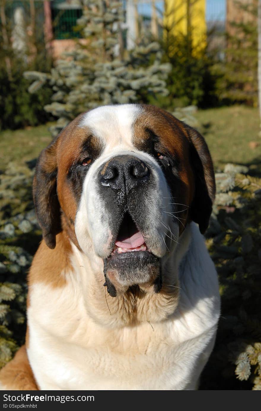 Close-up of a dog's face - Saint Bernard