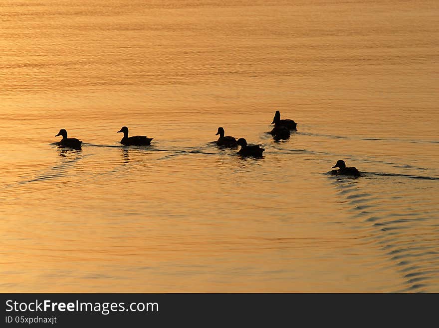 Ducks