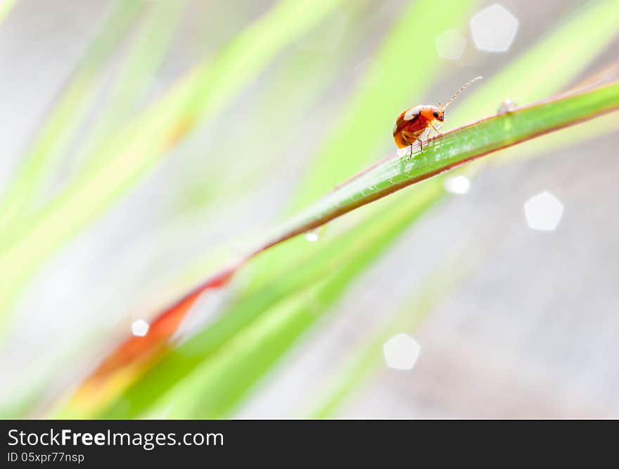 Ladybird and bokeh