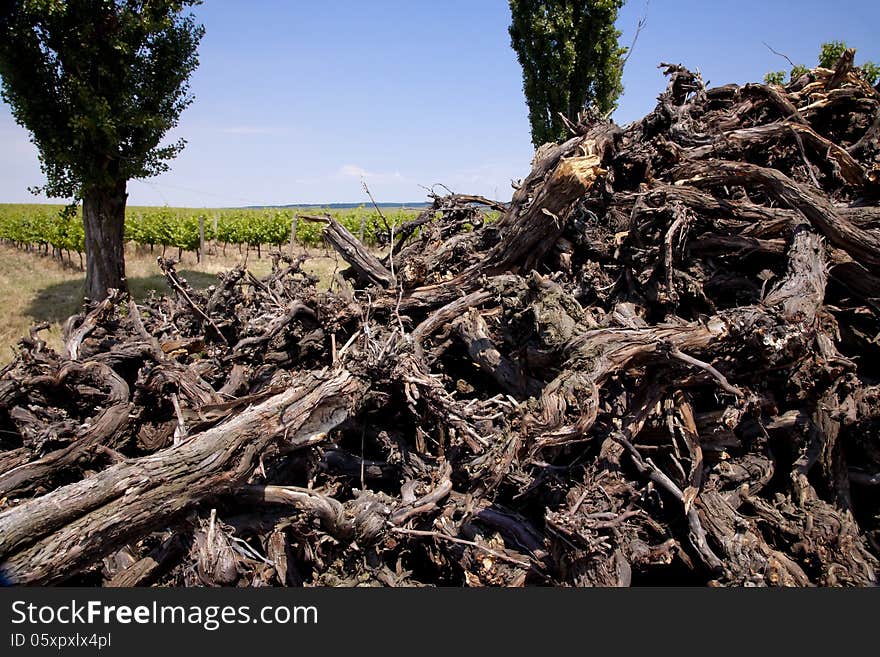 Pile of old felled wood in the vineyard. Pile of old felled wood in the vineyard