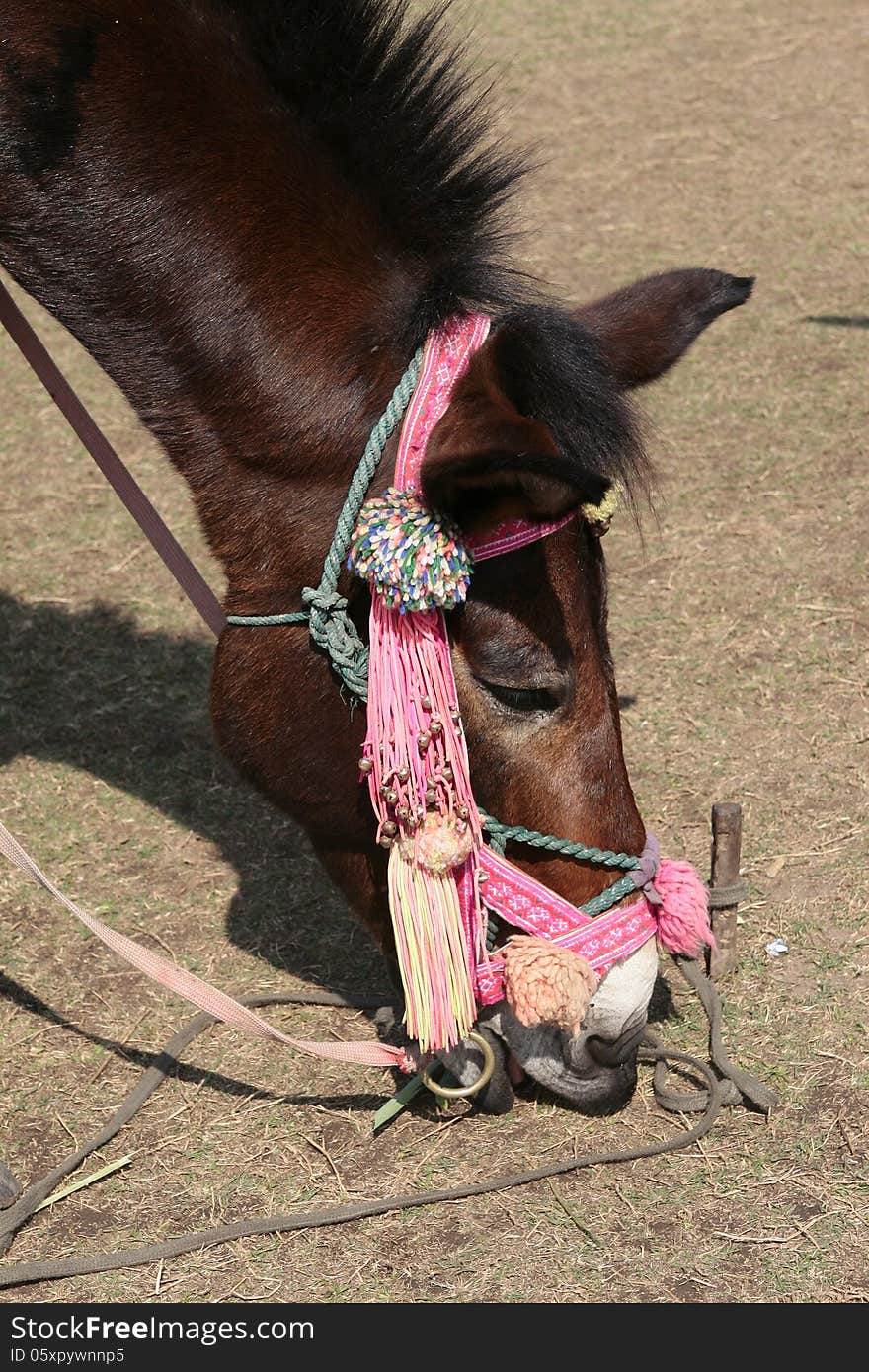 The Horse beautiful accessories