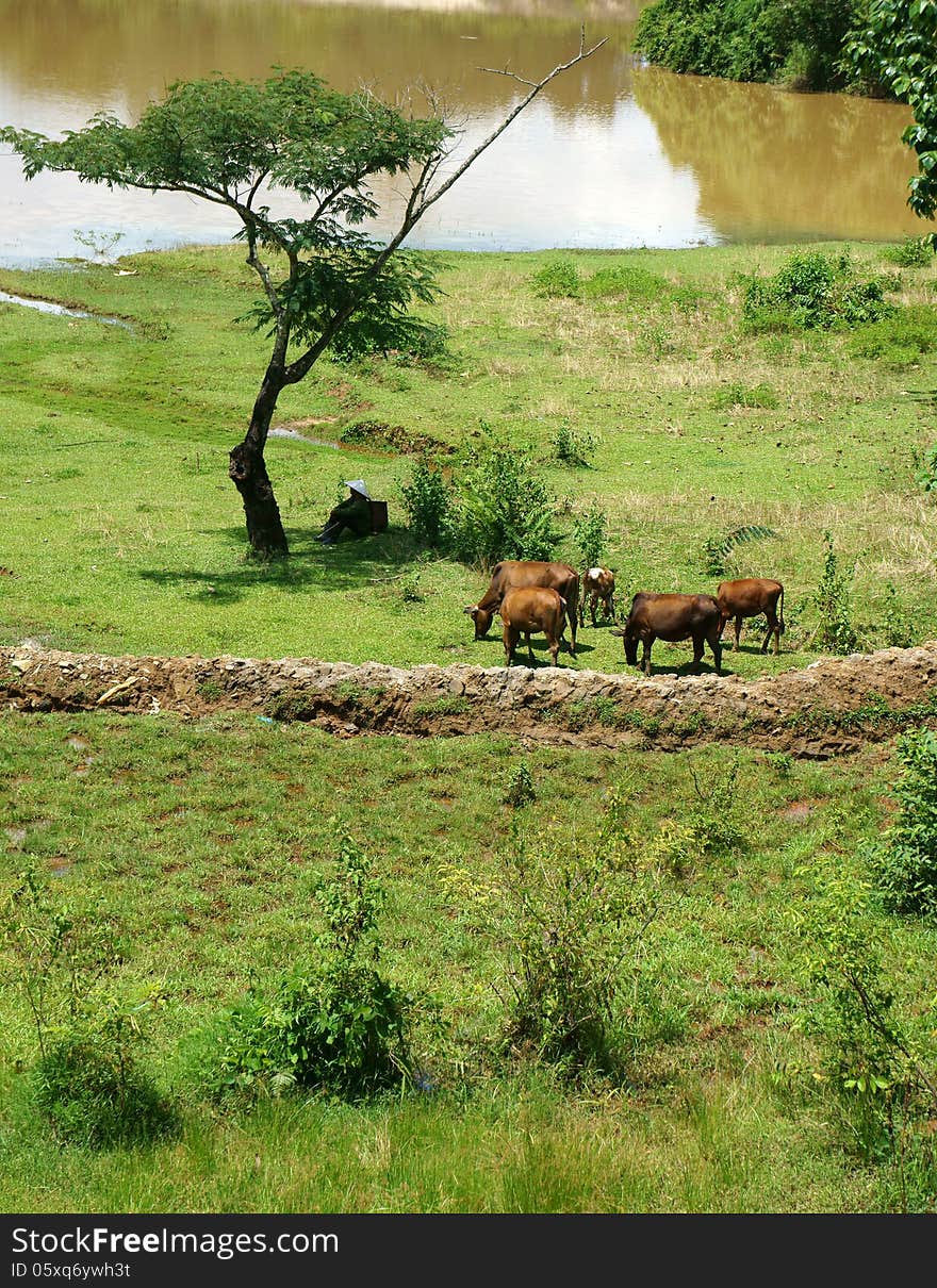 The man herd oxen at countryside