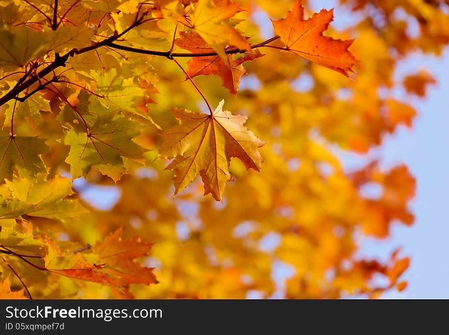 Autumn maple leaves at branch over blue sky. Autumn maple leaves at branch over blue sky