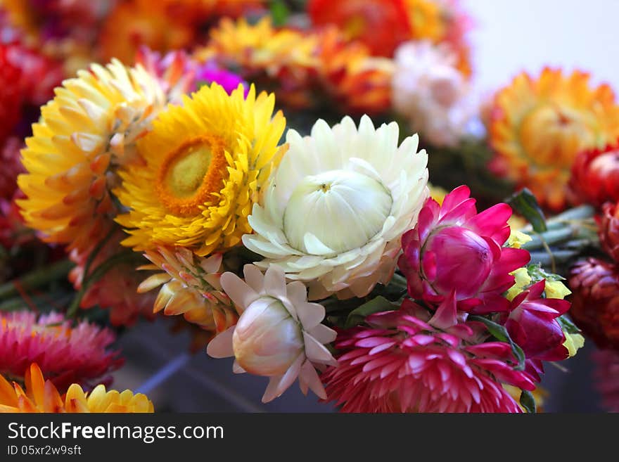 Helychrysum - immortelle flowers