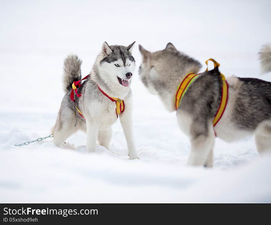 Two playing siberian husky dogs outdoor