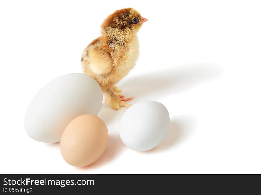 Little yellow-brown Brahma chick with three eggs of different size over white background. Little yellow-brown Brahma chick with three eggs of different size over white background