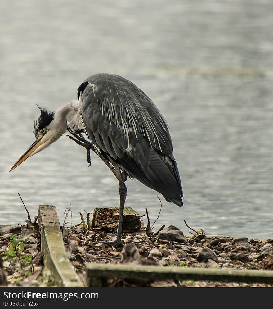 Grey Heron