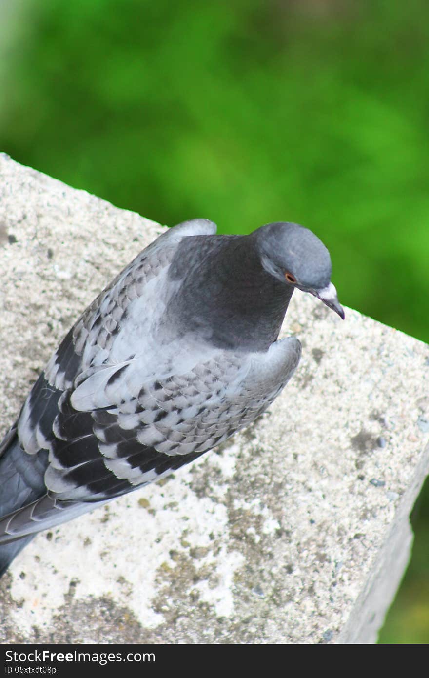 Lonely pigeon against green background