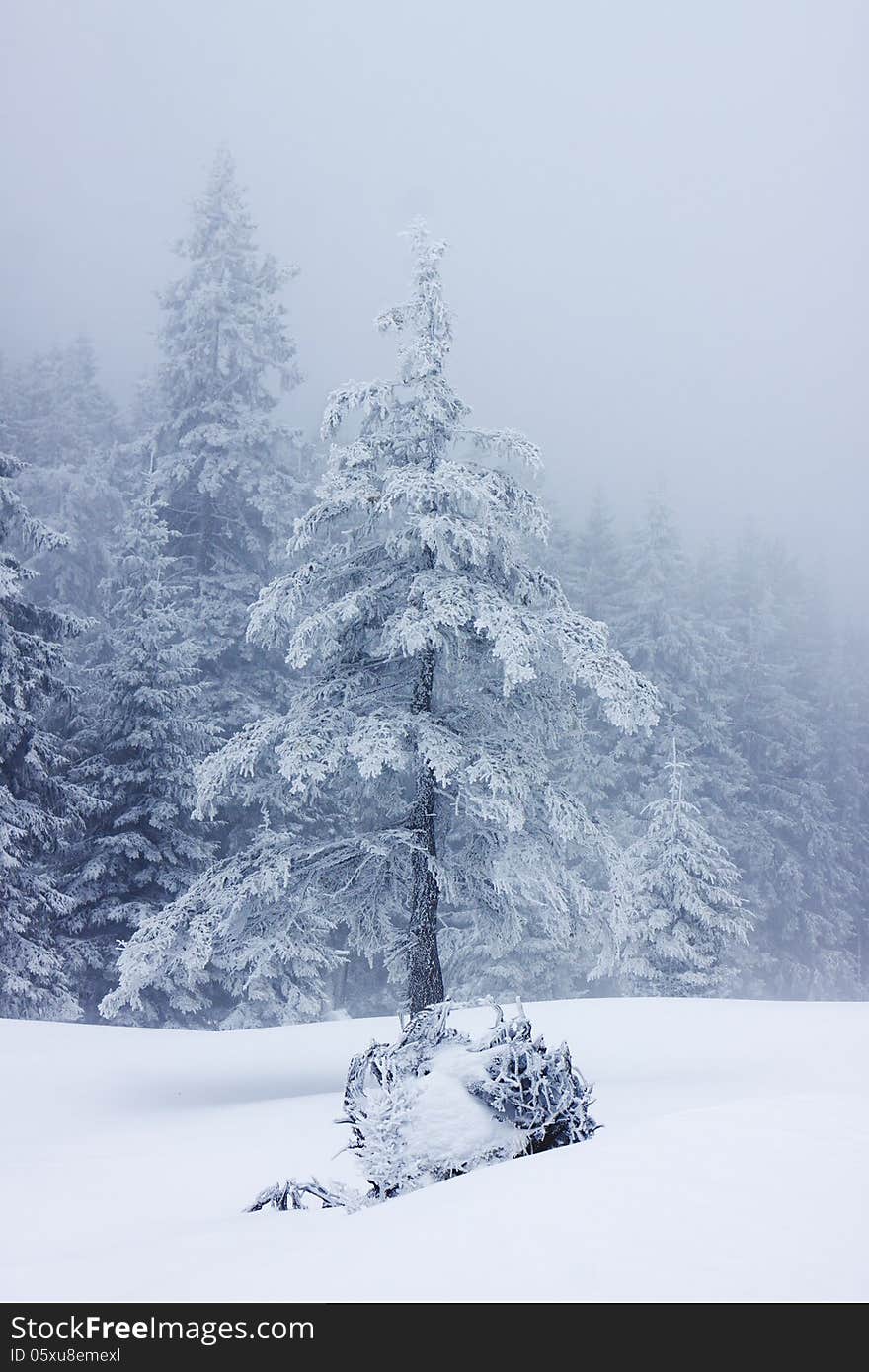 Christmas background with snowy fir trees