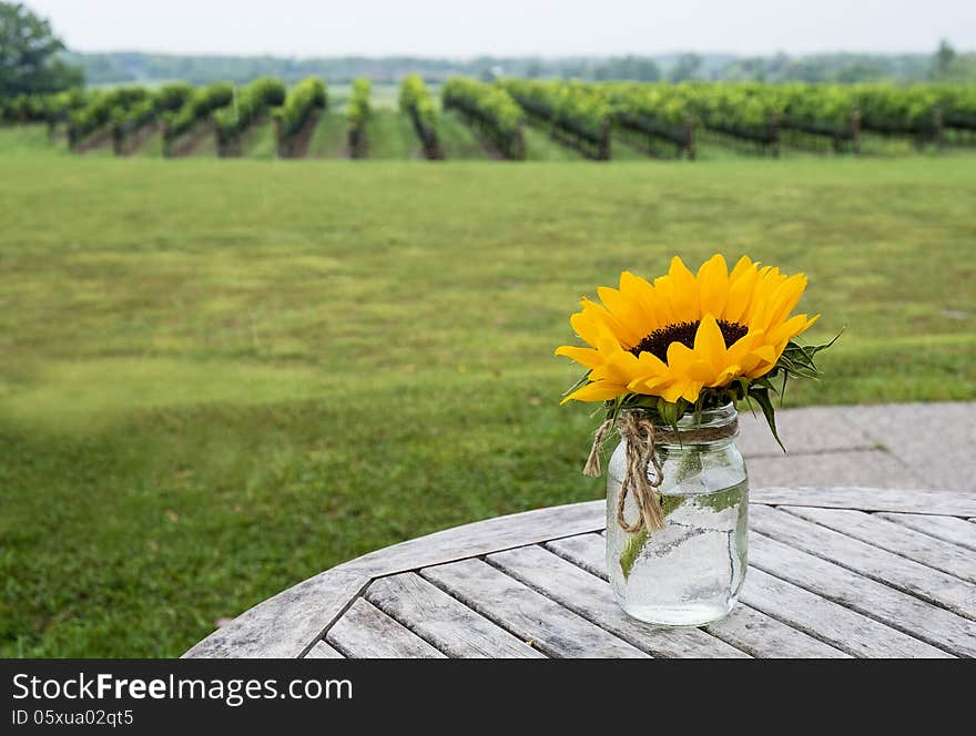 Sunflower In A Vineyard 1