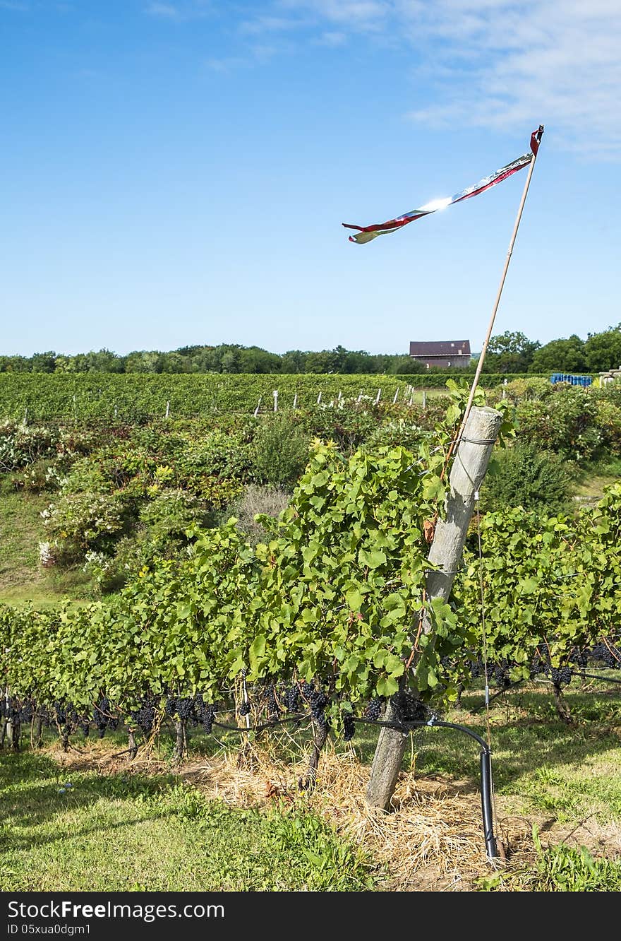 Vineyard Landscape in the Harvesting Season 1