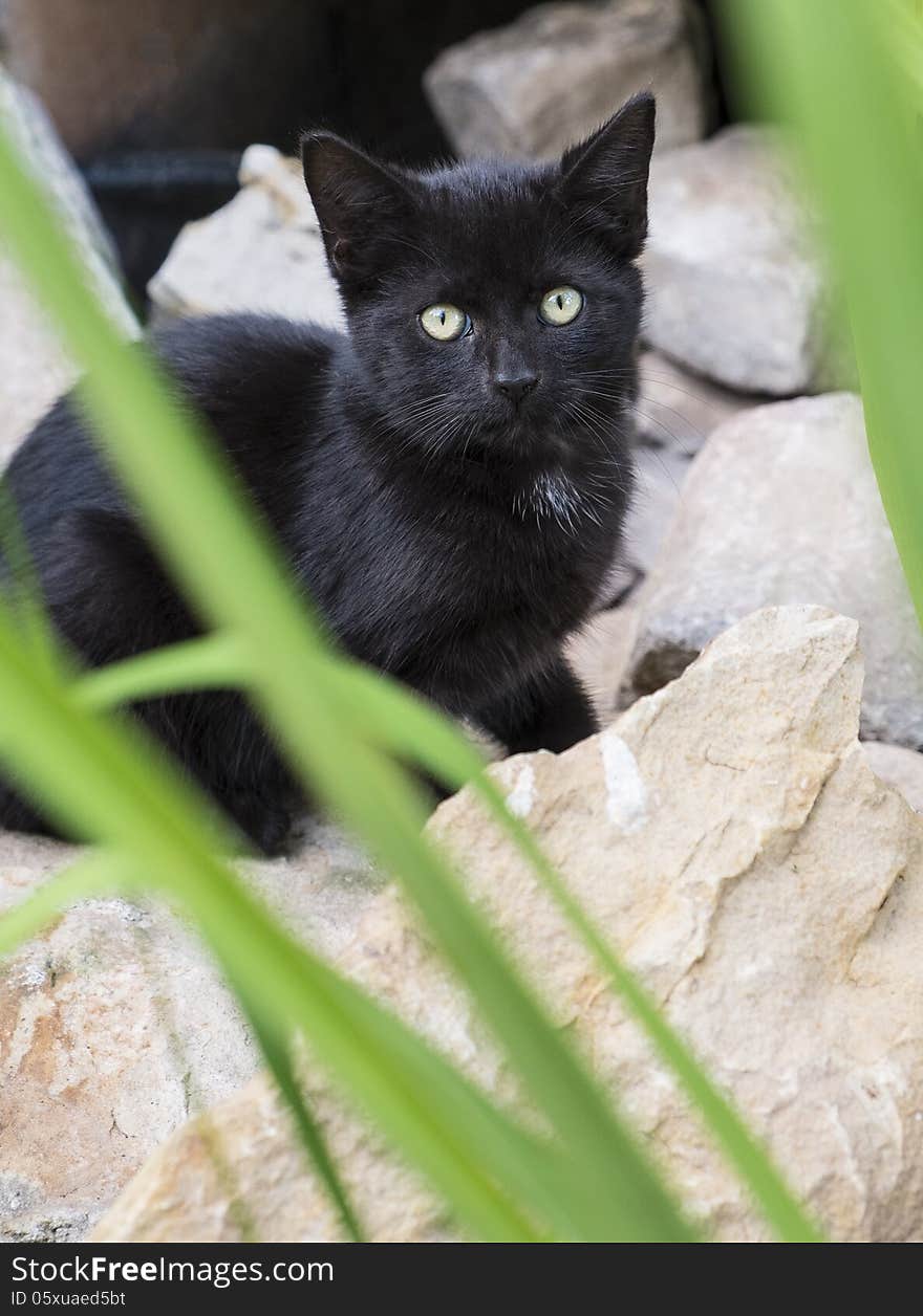 Black Kitten Behind Rocks