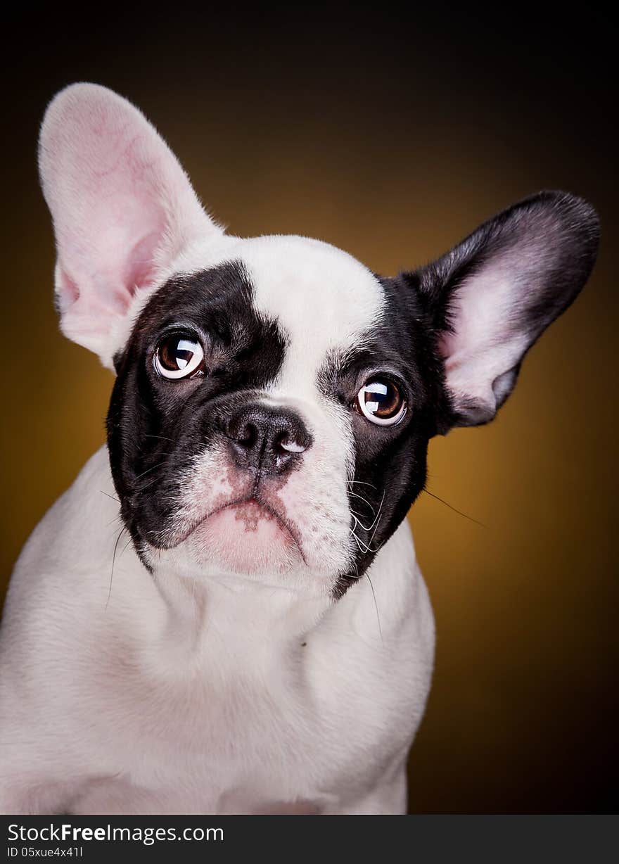 Funny portrait of french bulldog puppy on dark yellow background. Funny portrait of french bulldog puppy on dark yellow background