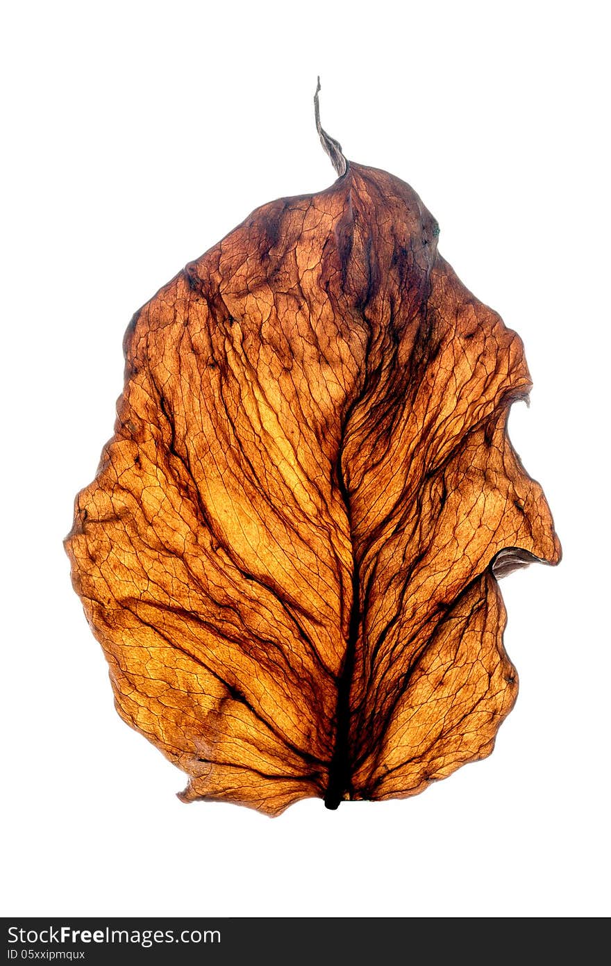 Dry leaf, showing a delicate pattern of veins. Dry leaf, showing a delicate pattern of veins.