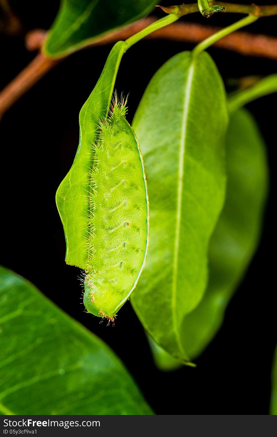 Close up green caterpillar on leaf