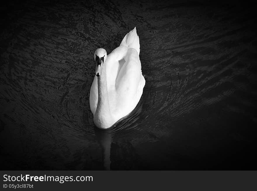 Swan standing isolated in the water and in close-up in black and white. Swan standing isolated in the water and in close-up in black and white