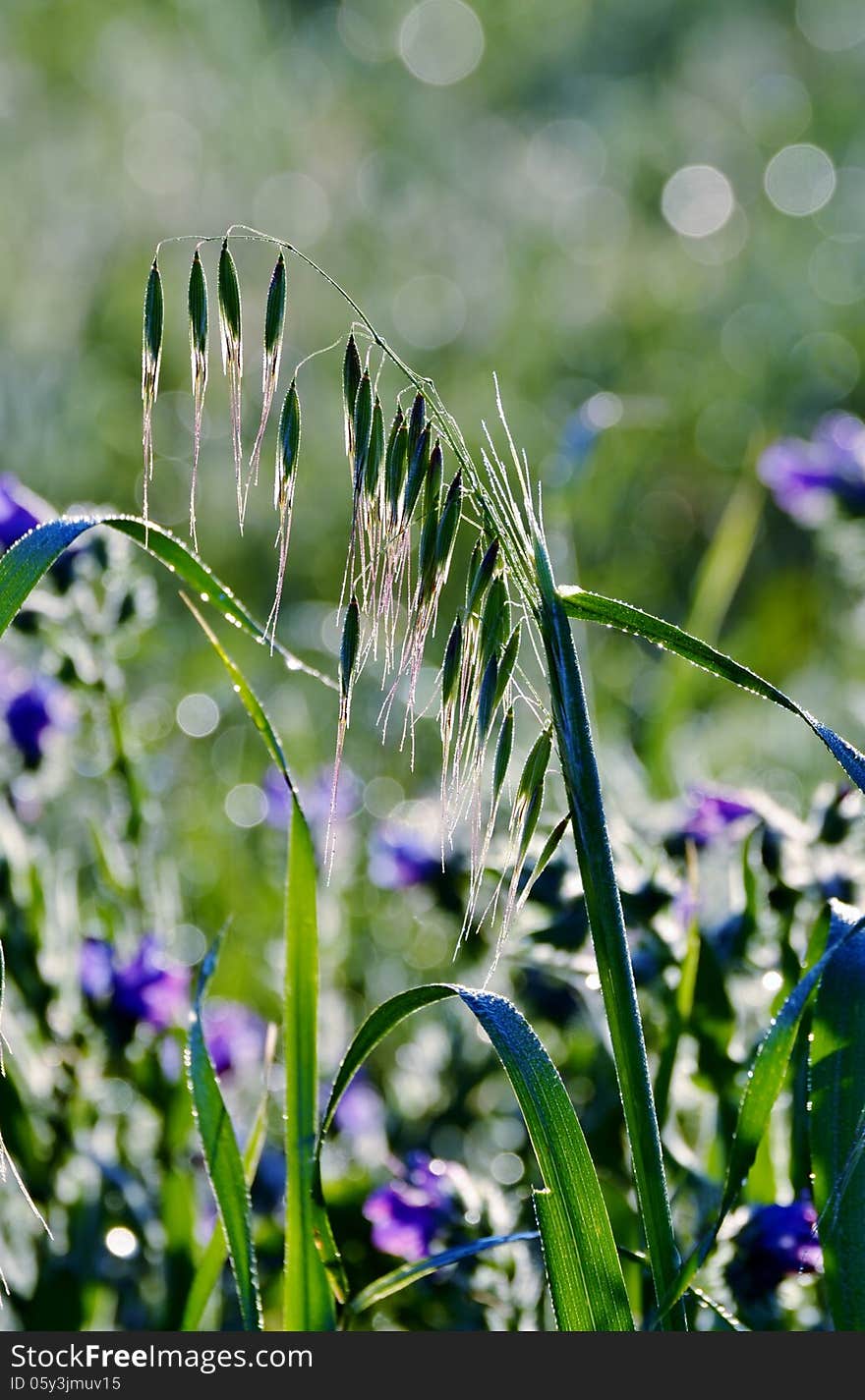 Close up of wet grass in morning light. Close up of wet grass in morning light