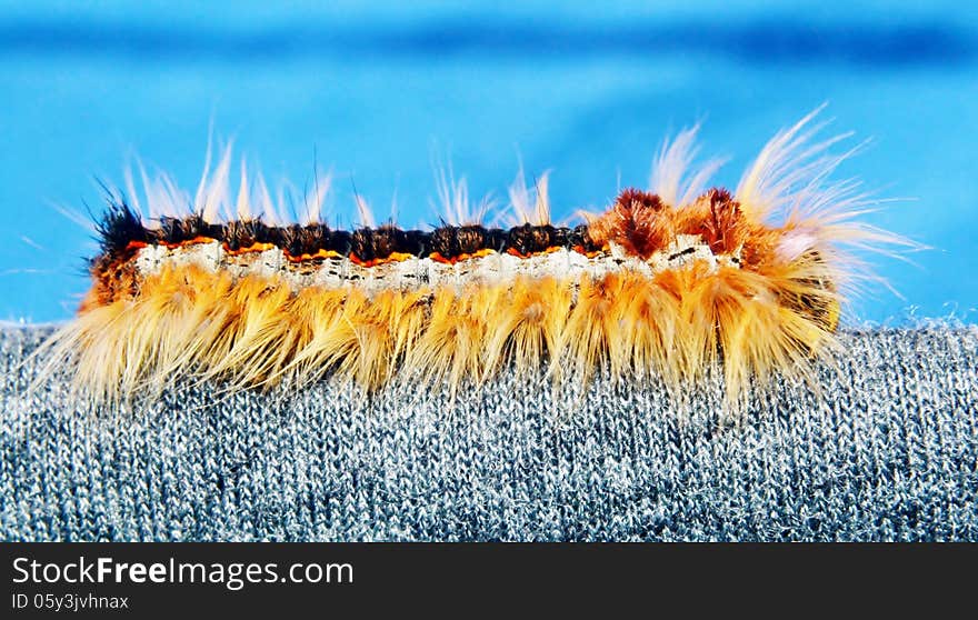 Close up of a caterpillar of the Lappet Moth. Close up of a caterpillar of the Lappet Moth