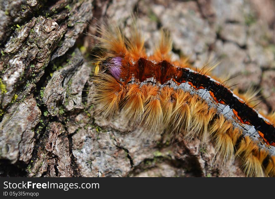 Cape Lappet moth caterpillar