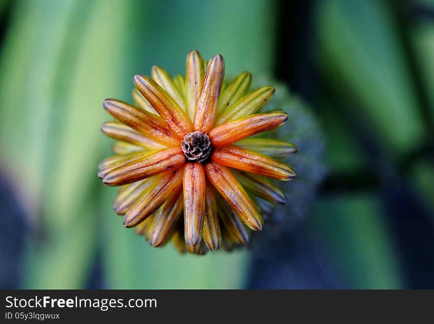 Close up of aloe buds from the top. Close up of aloe buds from the top