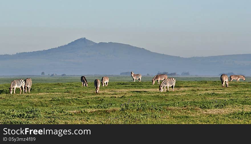 Landscape with zebras grassing on green meadow