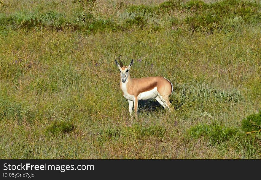 Landscape with grass land and Springbok