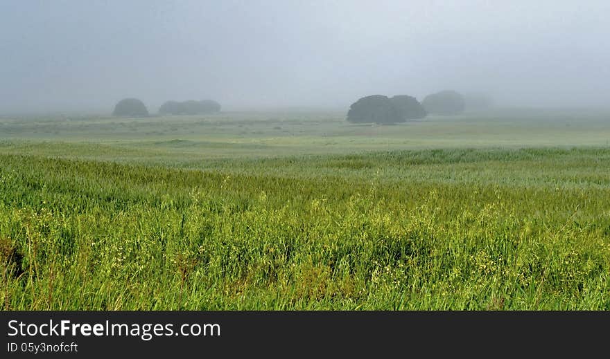 Landscape with early morning fog over meadow