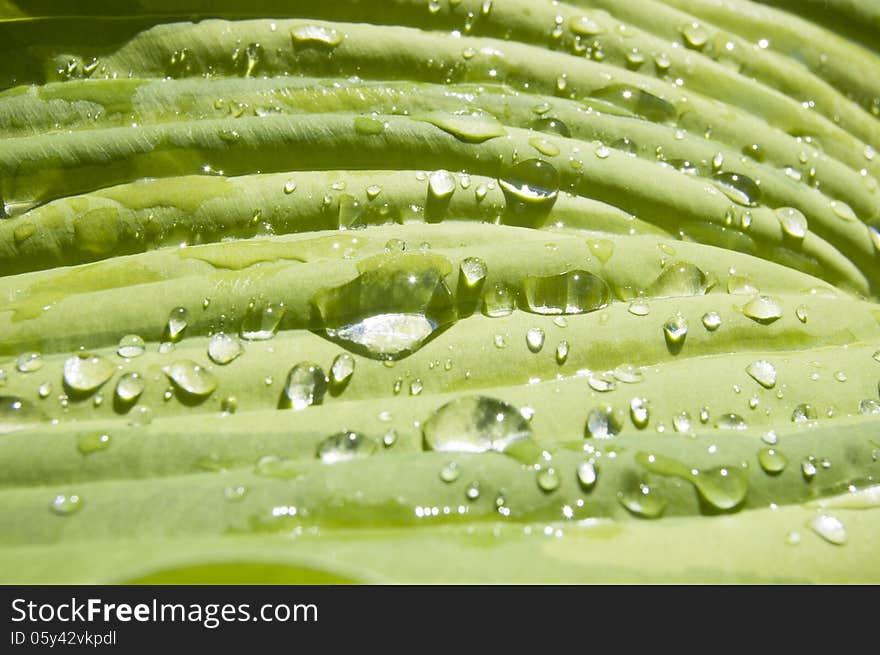 Raindrops on a large leaf, macro